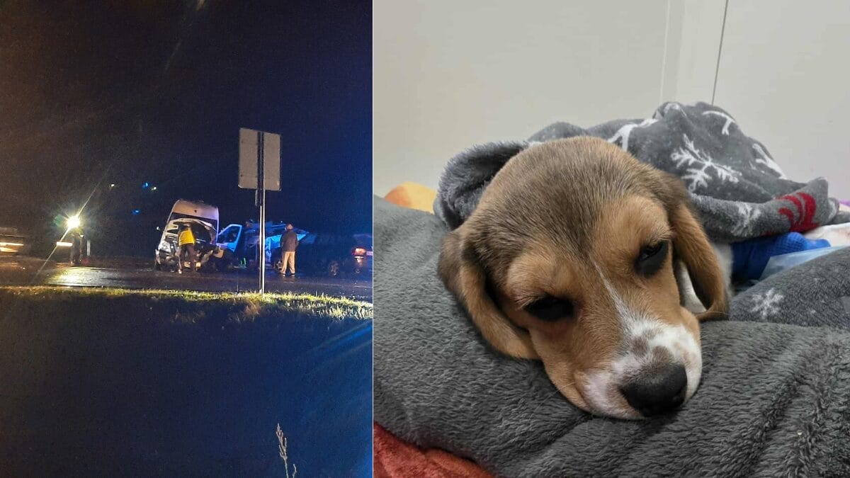 Suczka Rosa Walczy O Życie Po Karambolu Pod Ostródą